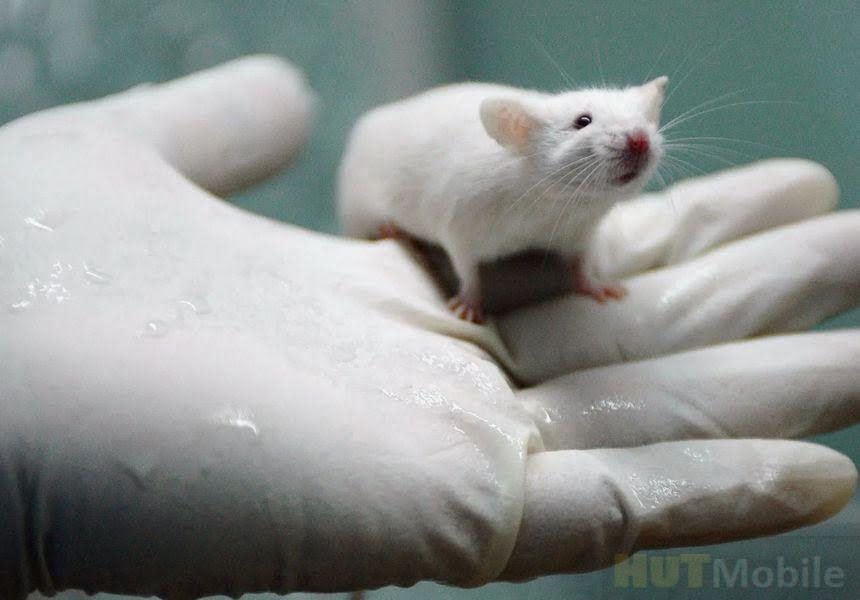 Coronavirus vaccine Update The first successfully tested in Mouse Corona Update